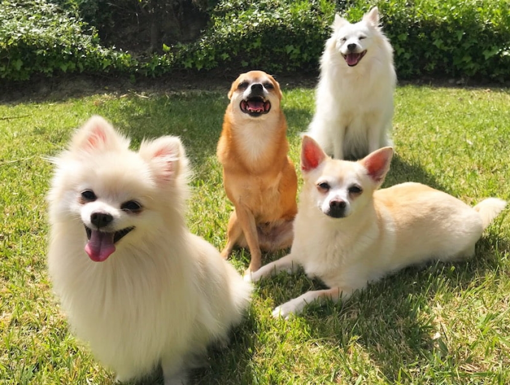 dogteam Elevate dental dog team, San Antonio dentistry